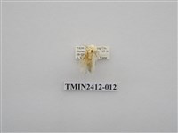 藏品(白麗刺蛾)的圖片